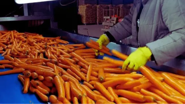 carrot exporter in bd