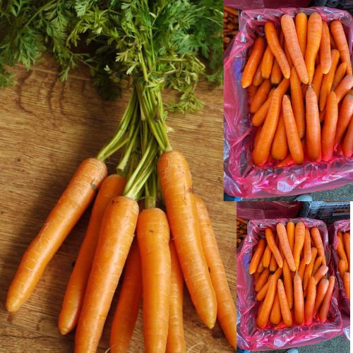 fresh carrot exporter in Bangladesh