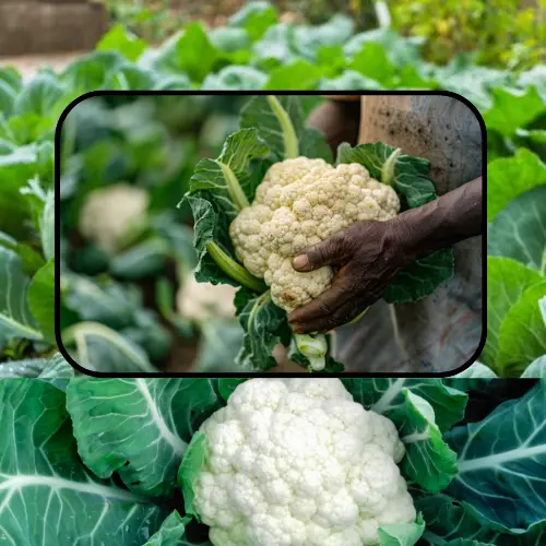 cauliflower pic