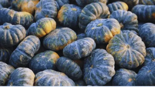 pumpkin exporter in Bangladesh