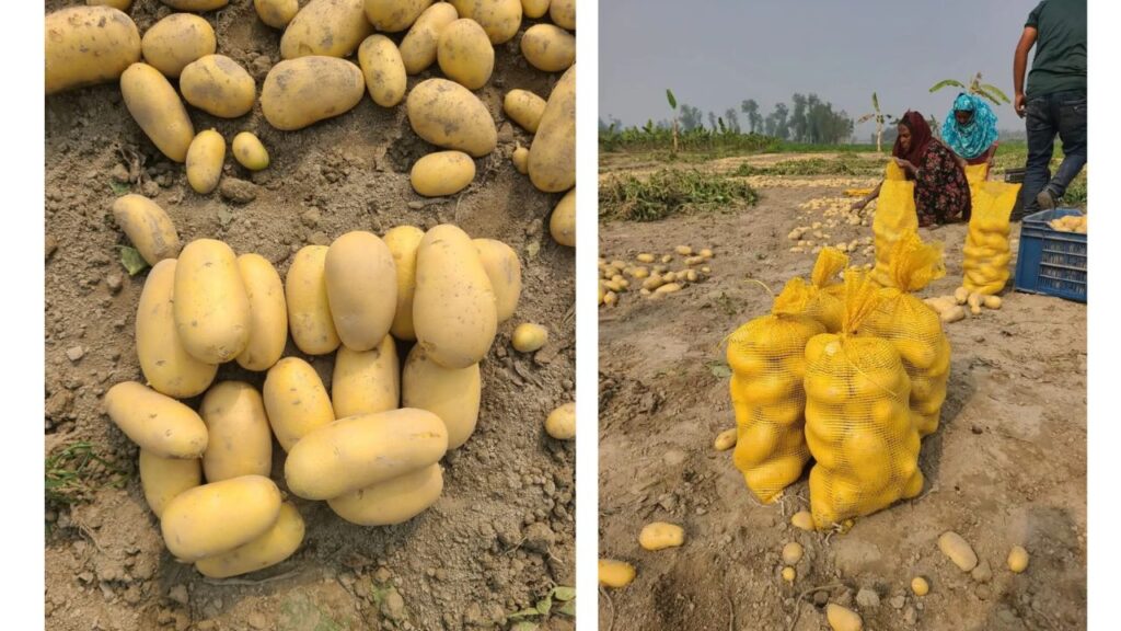 Fresh Potato Exporter in Bangladesh