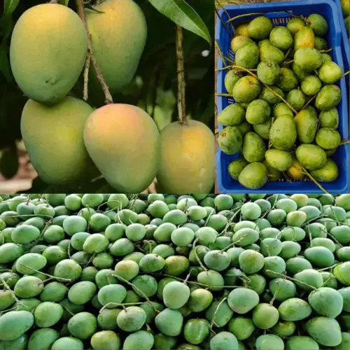 Fresh Juicy Sweet Mango Exporter in Bangladesh