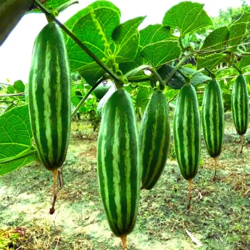 potol gourd exporter in bd